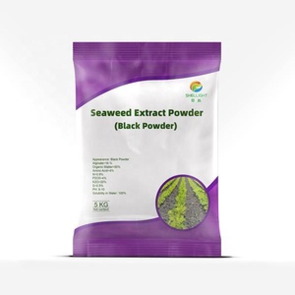 Seaweed