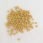 Soybean