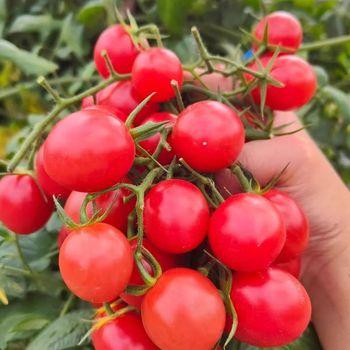 Fresh Tomato