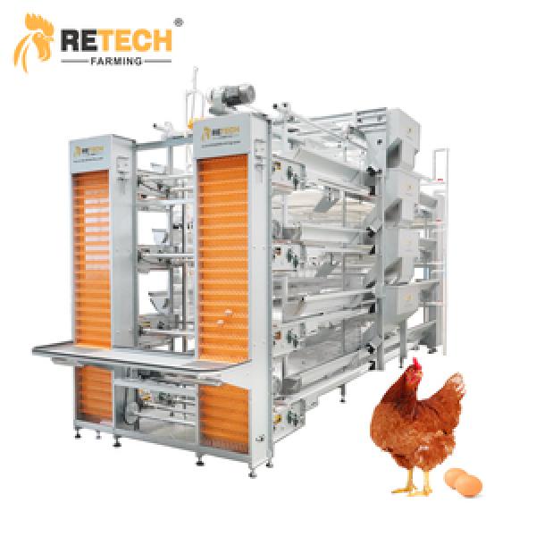 Chicken Meat