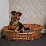 Other Pet Beds & Accessories