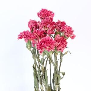 Fresh Cut Flowers