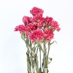 Fresh Cut Flowers