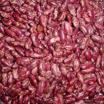 Common Bean