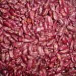 Common Bean