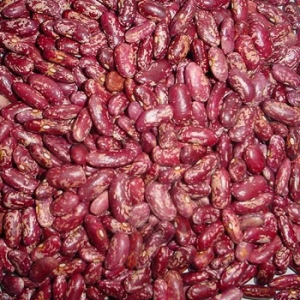 Common Bean