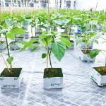 Grow Bags