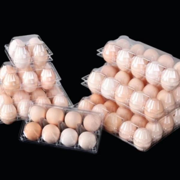 Egg