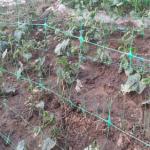 Garden Netting