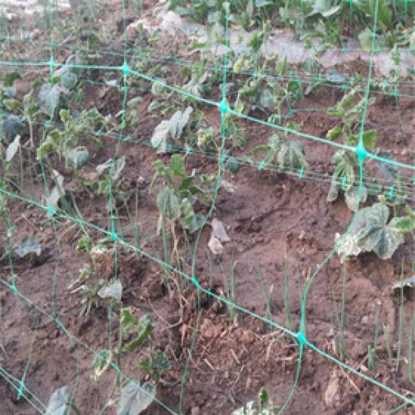 Garden Netting